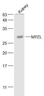 MPZL Antibody in Western Blot (WB)