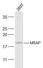 MRAP Antibody in Western Blot (WB)
