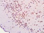 FOXJ1/HFH-4 Antibody in Immunohistochemistry (Paraffin) (IHC (P))