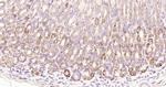 Gastrin receptor/GASR/CCKBR Antibody in Immunohistochemistry (Paraffin) (IHC (P))
