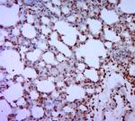 GATA5 Antibody in Immunohistochemistry (Paraffin) (IHC (P))