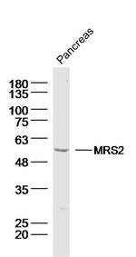 MRS2 Antibody in Western Blot (WB)