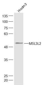 MSL3L2 Antibody in Western Blot (WB)