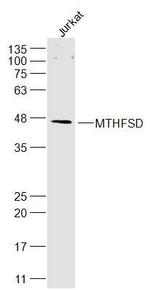 MTHFSD Antibody in Western Blot (WB)