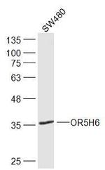 OR5H6 Antibody in Western Blot (WB)