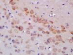 GLUR3/GRIA 3 Antibody in Immunohistochemistry (Paraffin) (IHC (P))