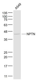SDFR1/NPTN Antibody in Western Blot (WB)