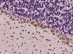 Group I mGLUR Antibody in Immunohistochemistry (Paraffin) (IHC (P))