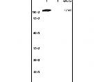 Group I mGLUR Antibody in Western Blot (WB)