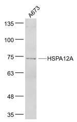 HSPA12A Antibody in Western Blot (WB)