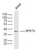 GPR78 Antibody in Western Blot (WB)