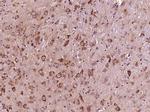 Phospho-IKB alpha (Ser36) Antibody in Immunohistochemistry (Paraffin) (IHC (P))