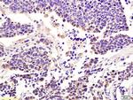 Integrin alpha 7/ITGA7 Antibody in Immunohistochemistry (Paraffin) (IHC (P))