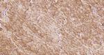 Integrin alpha 7/ITGA7 Antibody in Immunohistochemistry (Paraffin) (IHC (P))