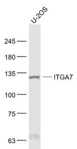 Integrin alpha 7/ITGA7 Antibody in Western Blot (WB)