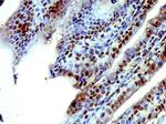 ISX/Intestine specific homeobox Antibody in Immunohistochemistry (Paraffin) (IHC (P))