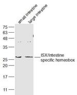 ISX/Intestine specific homeobox Antibody in Western Blot (WB)