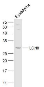 LCN8 Antibody in Western Blot (WB)