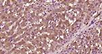 Plasminogen Antibody in Immunohistochemistry (Paraffin) (IHC (P))
