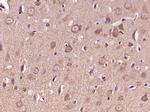 Liprin alpha 2 Antibody in Immunohistochemistry (Paraffin) (IHC (P))