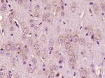 Liprin alpha 2 Antibody in Immunohistochemistry (Paraffin) (IHC (P))