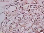 LMAN1 Antibody in Immunohistochemistry (Paraffin) (IHC (P))