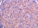 RPS20 Antibody in Immunohistochemistry (Paraffin) (IHC (P))