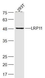 LRP11 Antibody in Western Blot (WB)