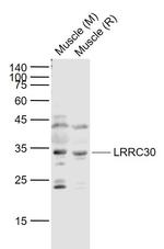 LRRC30 Antibody in Western Blot (WB)