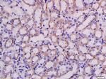 LRRC67 Antibody in Immunohistochemistry (Paraffin) (IHC (P))