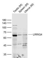 LRRIQ4 Antibody in Western Blot (WB)