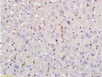 LEF-1 Antibody in Immunohistochemistry (Paraffin) (IHC (P))