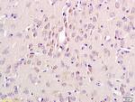 alpha MSH Antibody in Immunohistochemistry (Paraffin) (IHC (P))