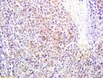 alpha MSH Antibody in Immunohistochemistry (Paraffin) (IHC (P))