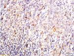 DUSP1/MKP1 Antibody in Immunohistochemistry (Paraffin) (IHC (P))