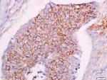 CLEC16A Antibody in Immunohistochemistry (Paraffin) (IHC (P))