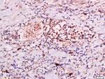 CLEC16A Antibody in Immunohistochemistry (Paraffin) (IHC (P))