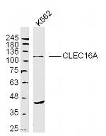 CLEC16A Antibody in Western Blot (WB)