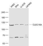 CLEC16A Antibody in Western Blot (WB)