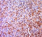 Ntn1/Netrin 1 Antibody in Immunohistochemistry (Paraffin) (IHC (P))