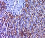 Ntn1/Netrin 1 Antibody in Immunohistochemistry (Paraffin) (IHC (P))