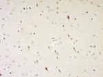 NGB/neuroglobin Antibody in Immunohistochemistry (Paraffin) (IHC (P))