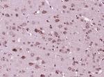 MANSC1 Antibody in Immunohistochemistry (Paraffin) (IHC (P))