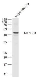 MANSC1 Antibody in Western Blot (WB)