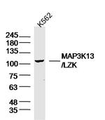 MAP3K13 Antibody in Western Blot (WB)