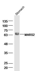 MARS2 Antibody in Western Blot (WB)