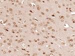 PRCP Antibody in Immunohistochemistry (Paraffin) (IHC (P))