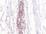 MDFI Antibody in Immunohistochemistry (Paraffin) (IHC (P))