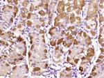MDFI Antibody in Immunohistochemistry (Paraffin) (IHC (P))