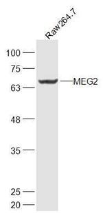MEG2 Antibody in Western Blot (WB)